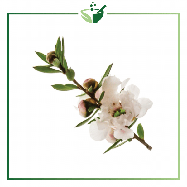 Manuka Essential Oil-01